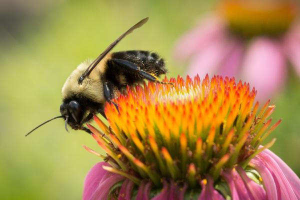 ความหลากหลายทางชีวภาพและการเลี้ยงผึ้งในสาธารณรัฐแห่งสหภาพเมียนมาร์